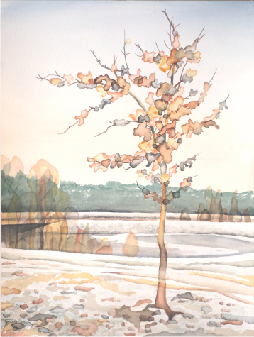 Auwiesen – Baum im Winter
